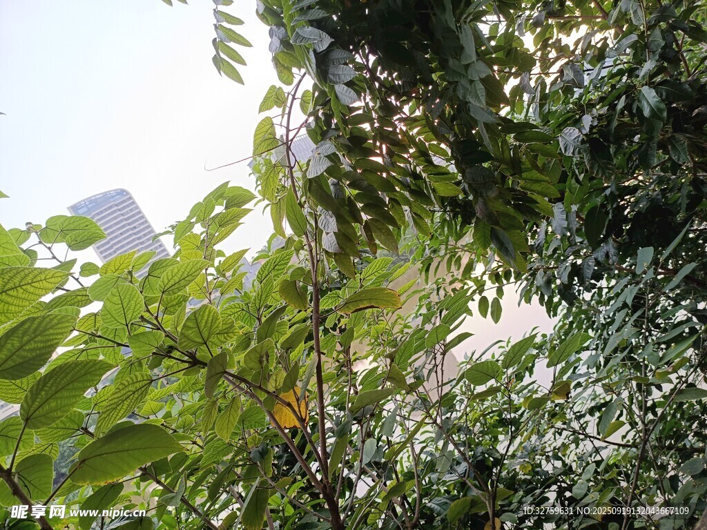 绿叶间的生机景象