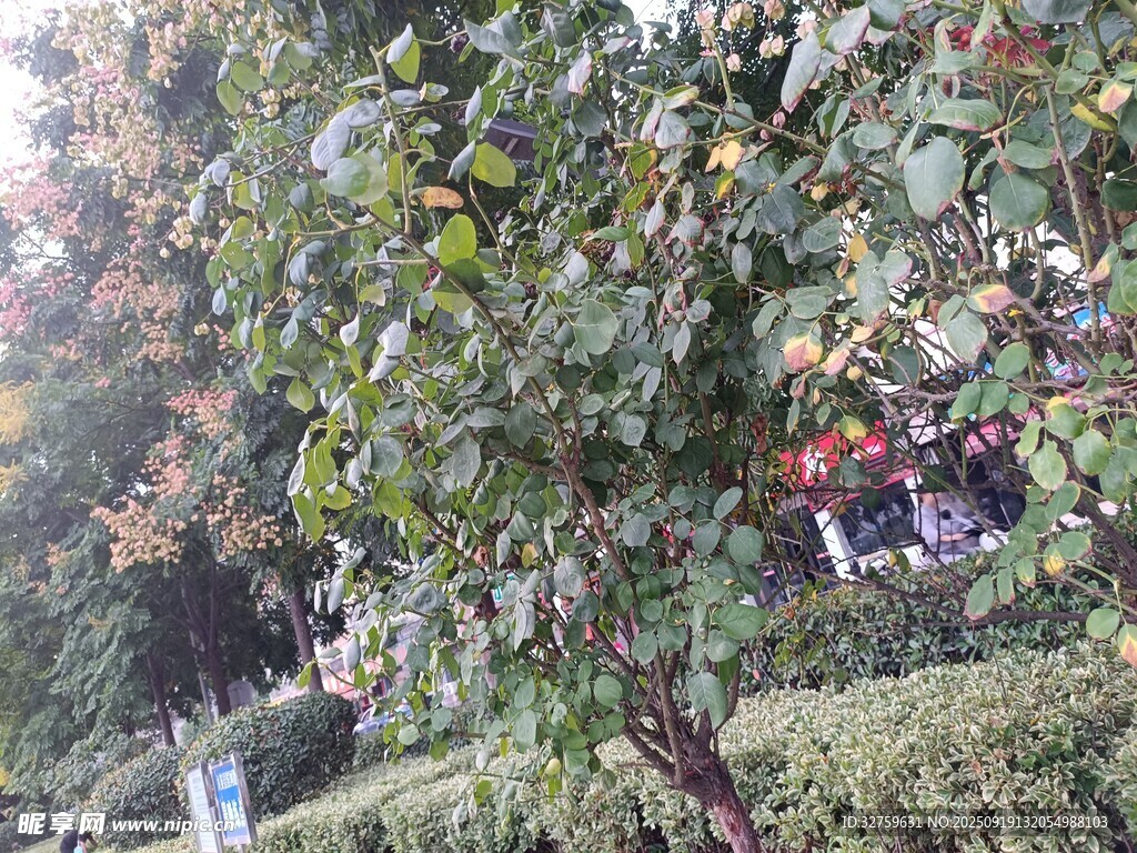 硕果累累的果树