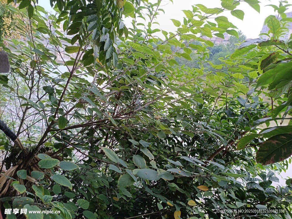 繁茂绿植景观