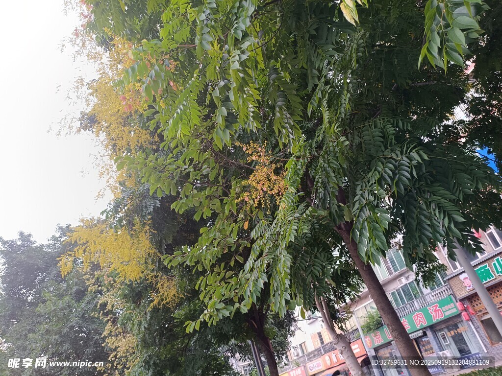 绿树掩映下的多彩建筑