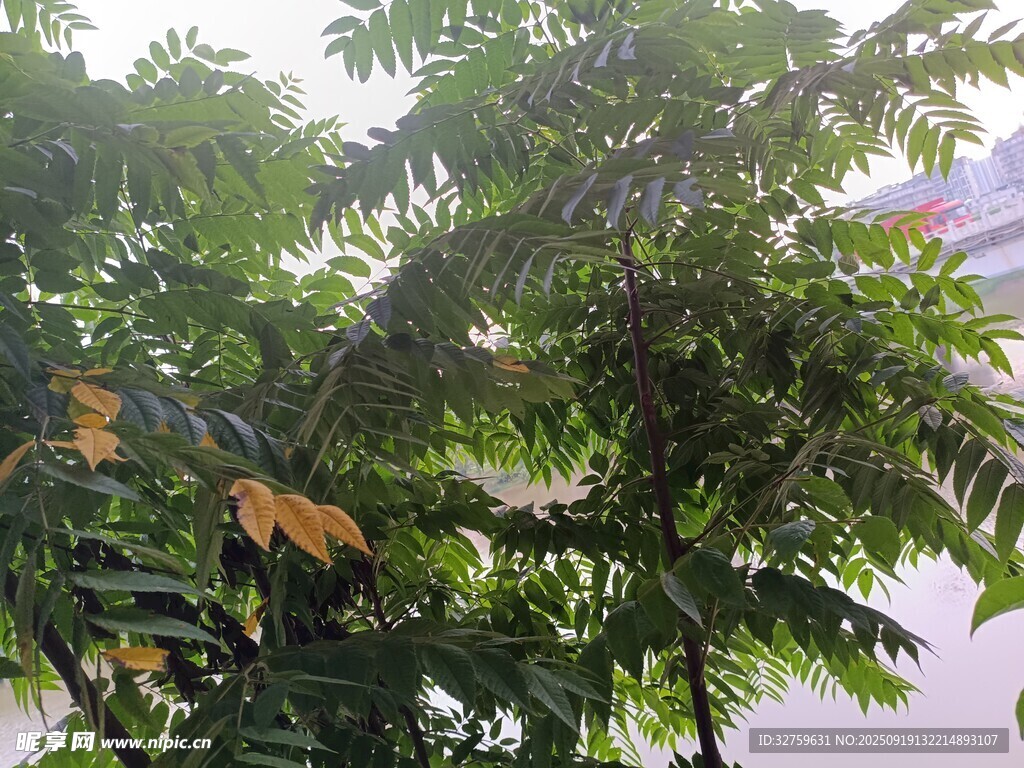 繁茂绿树