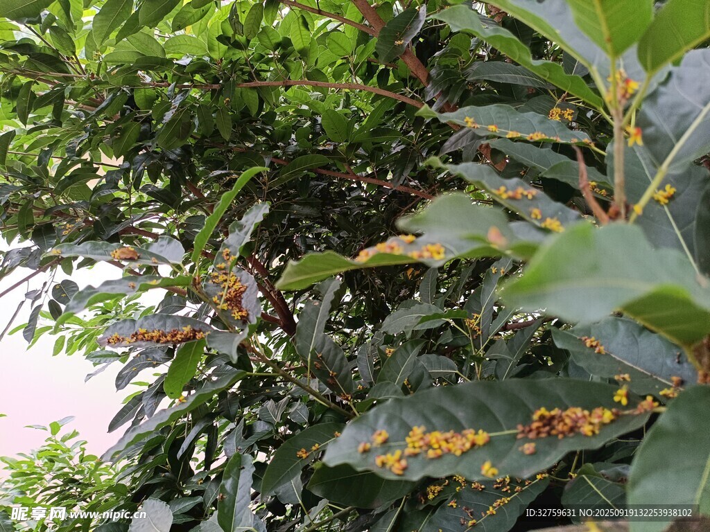 绿叶间的多彩叶片特写