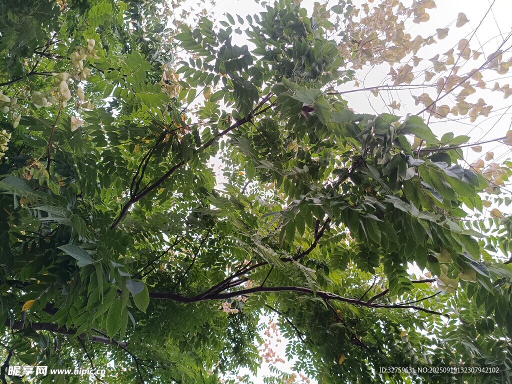 繁茂绿树展现自然生机