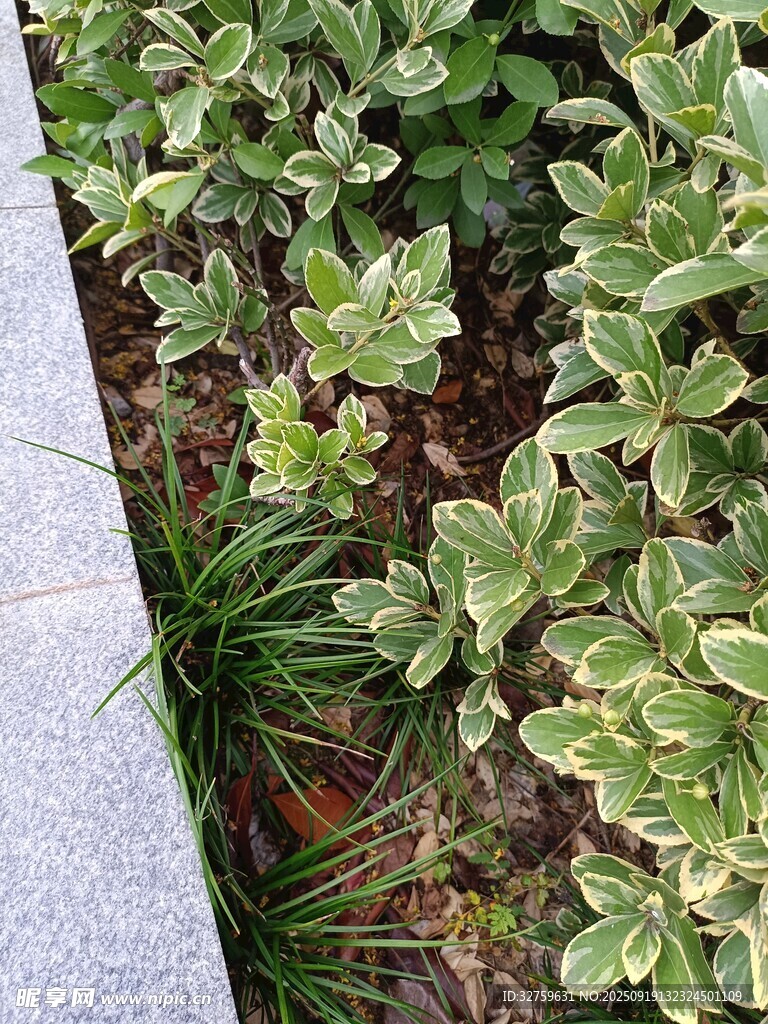 石边绿植景观