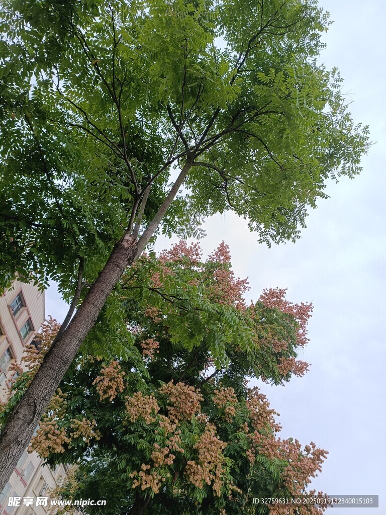 绿树映高楼