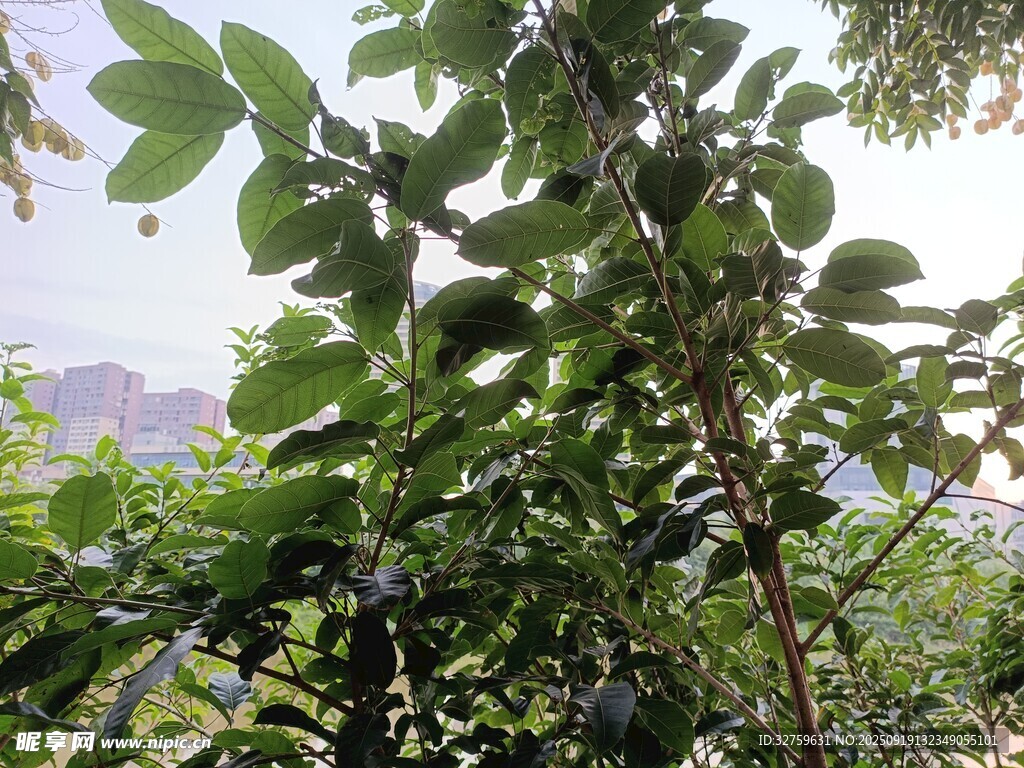 枝头绿叶间的青果