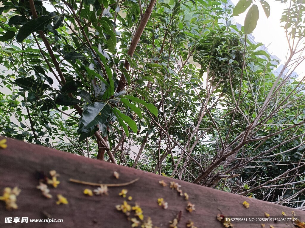 树干旁繁茂的绿色植物