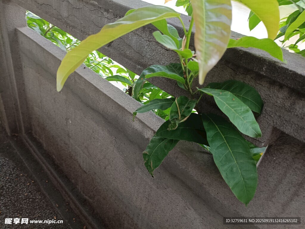 墙边绿植生机盎然