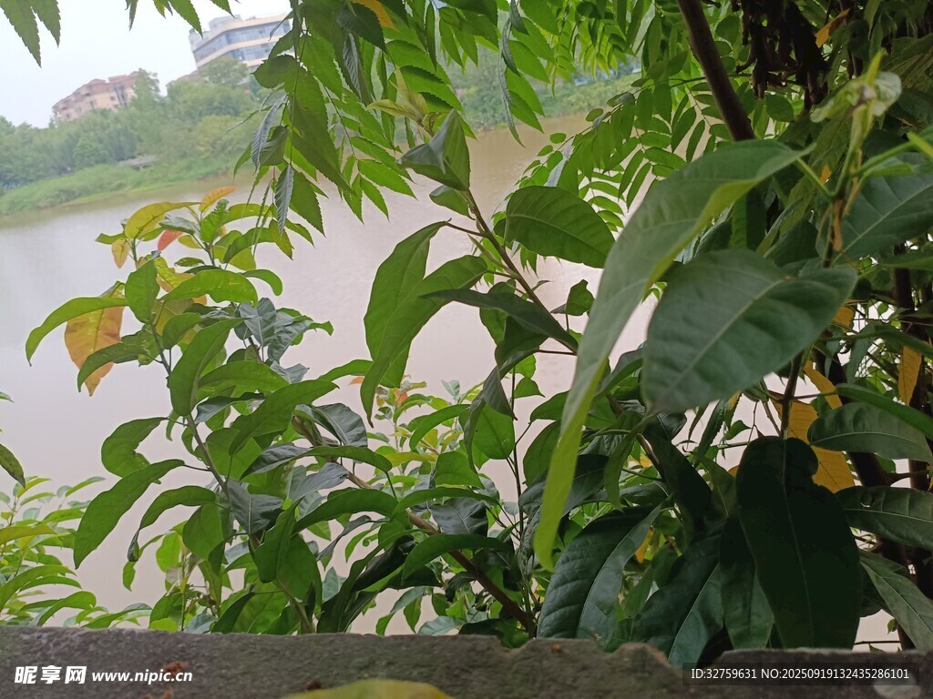 绿叶繁茂的水边植物景观