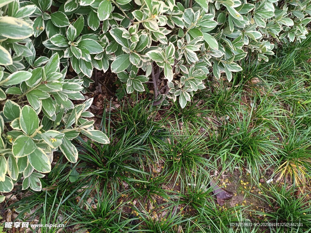 绿叶草地植物景观