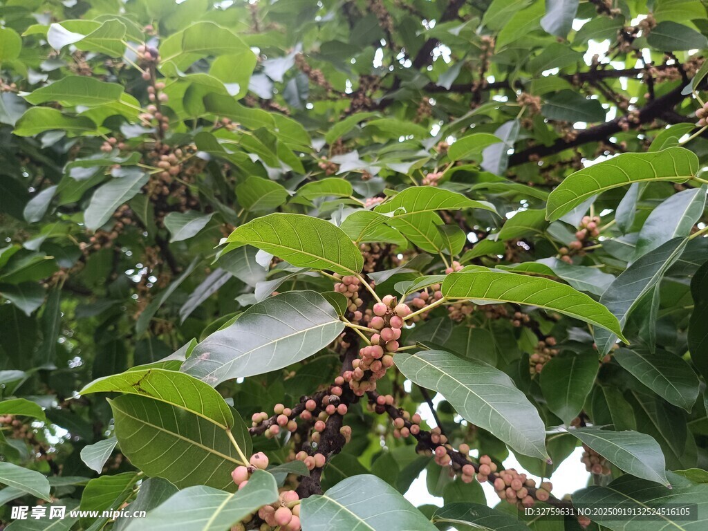 绿叶间的红色果实