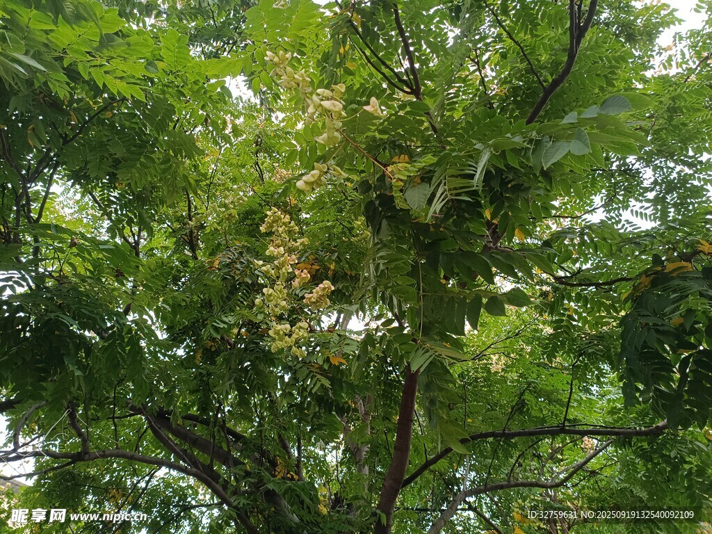 繁茂绿树 