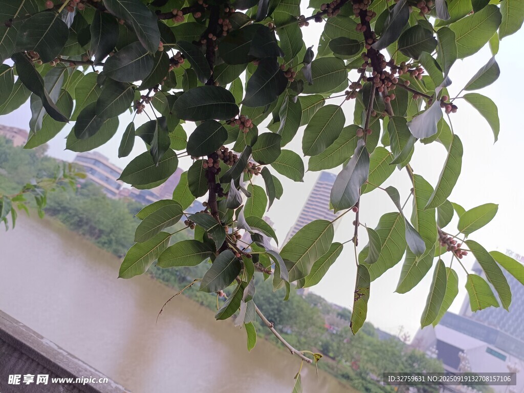 窗边绿植 