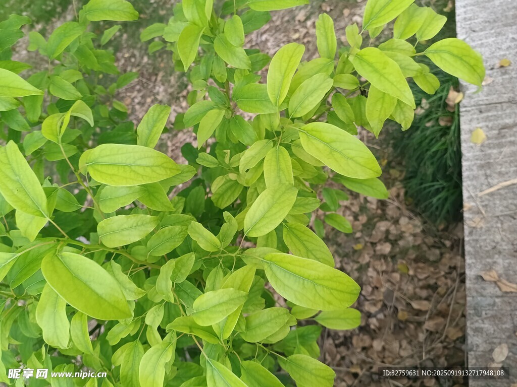 嫩绿叶片的清新植物景象