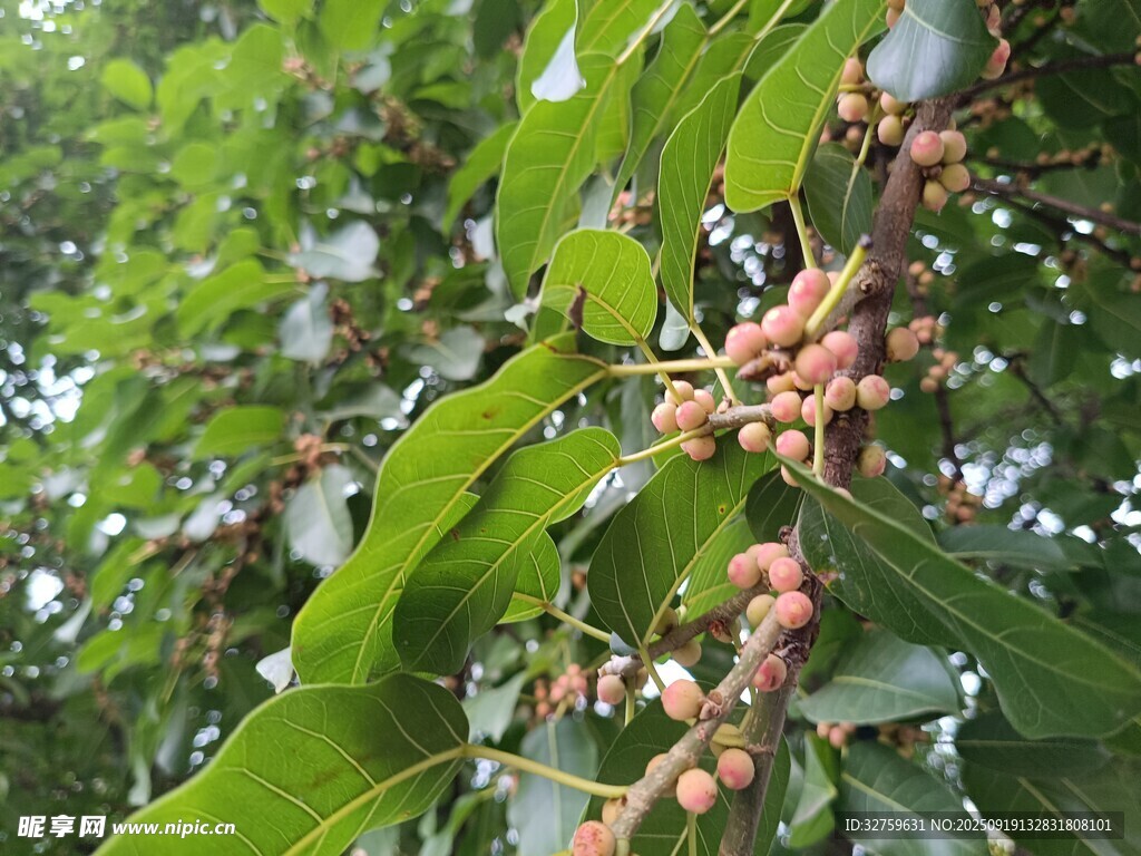 绿叶间的红色果实