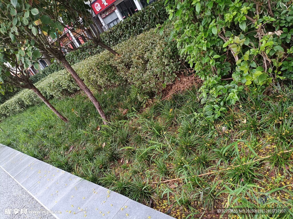 路边绿意盎然的植被景观