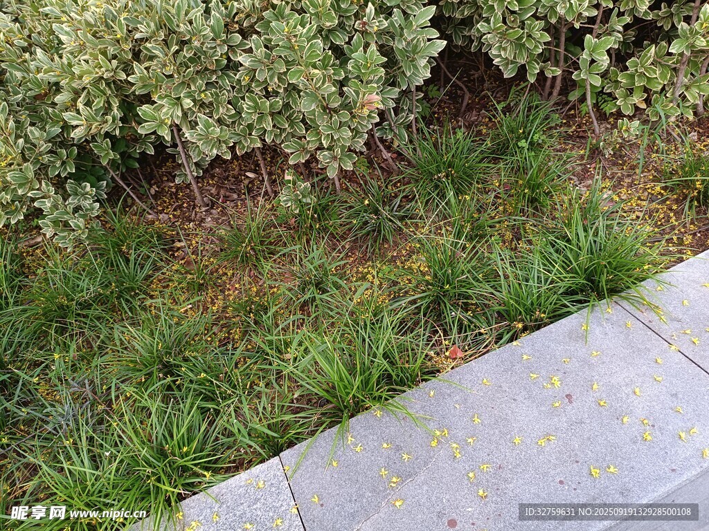 庭院草地与石板路景观