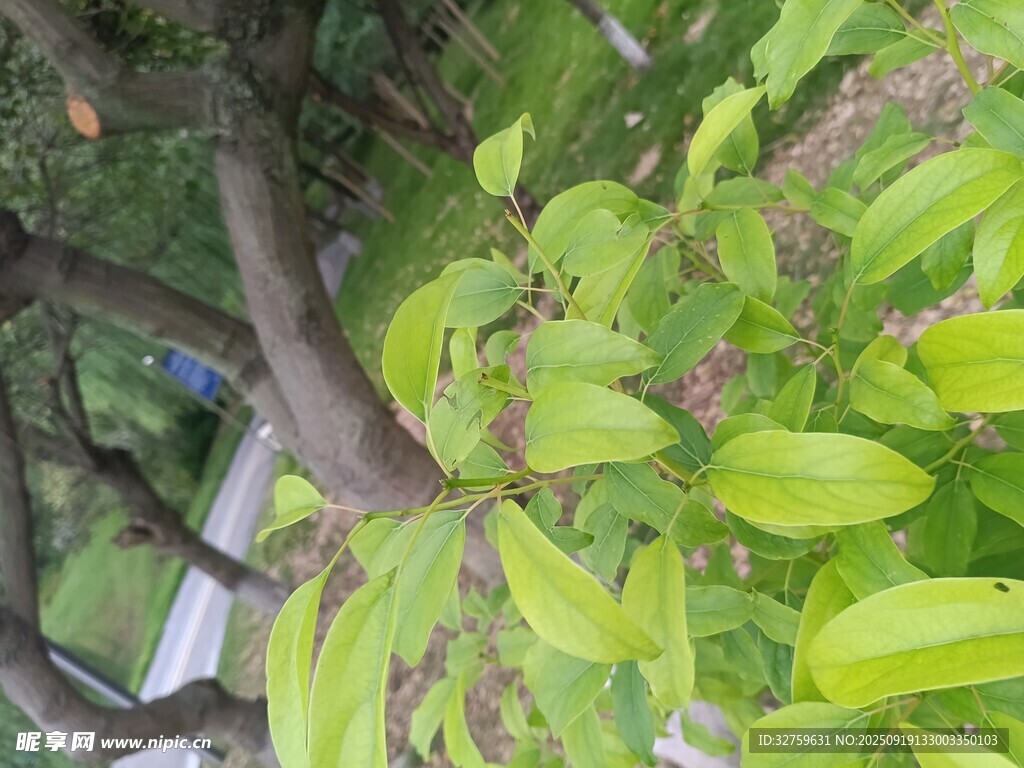 绿叶繁茂的树枝
