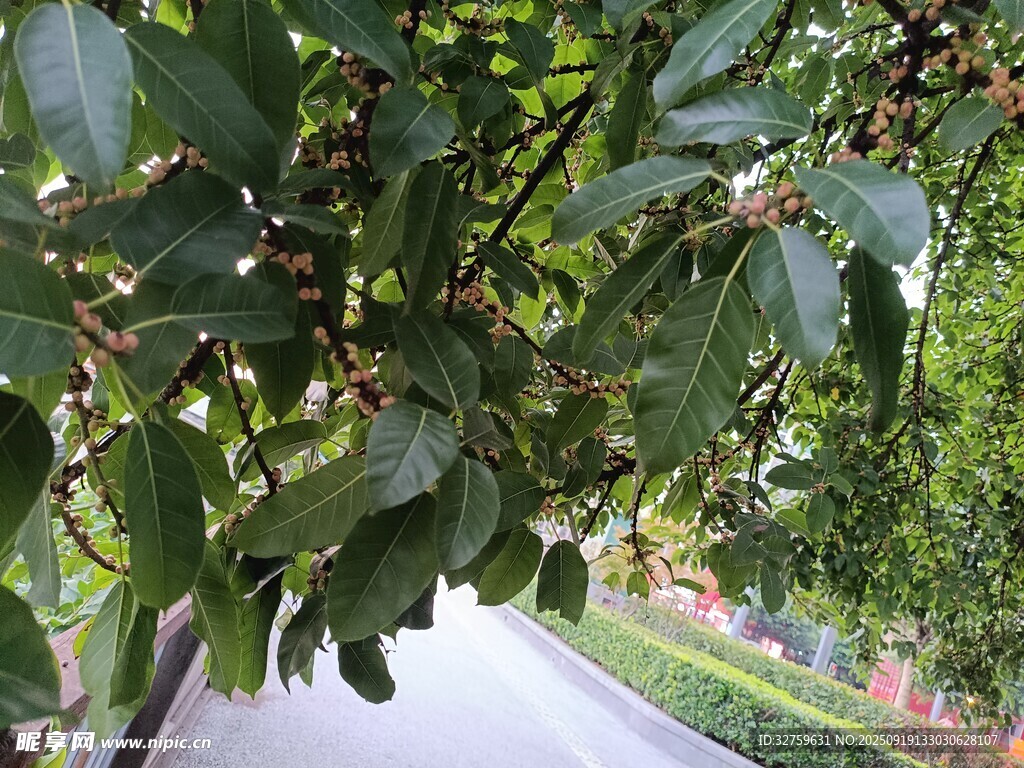 路边繁茂的绿叶与果实