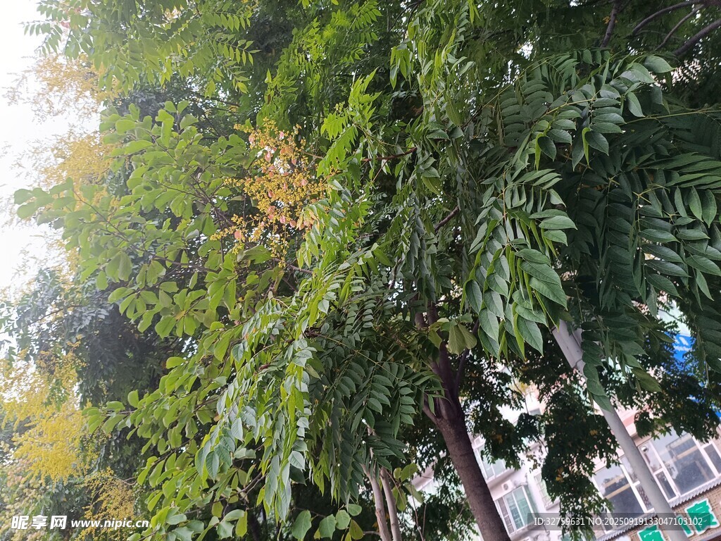繁茂绿树景致