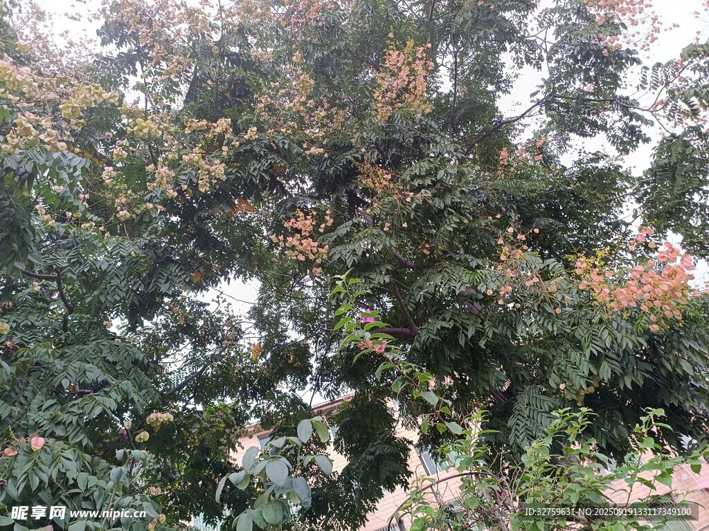 繁茂绿树 
