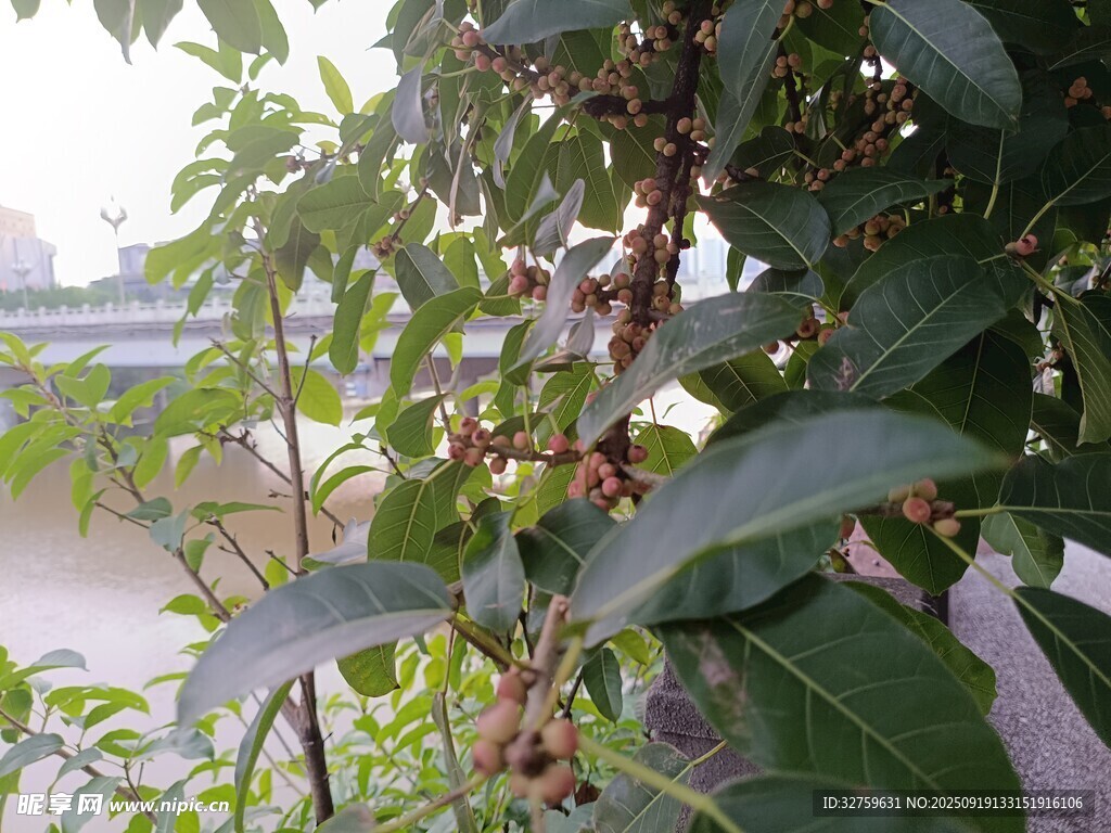 绿叶间的累累果实
