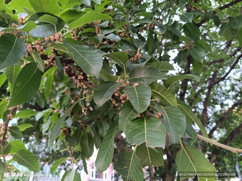 枝头挂满果实的繁茂树木