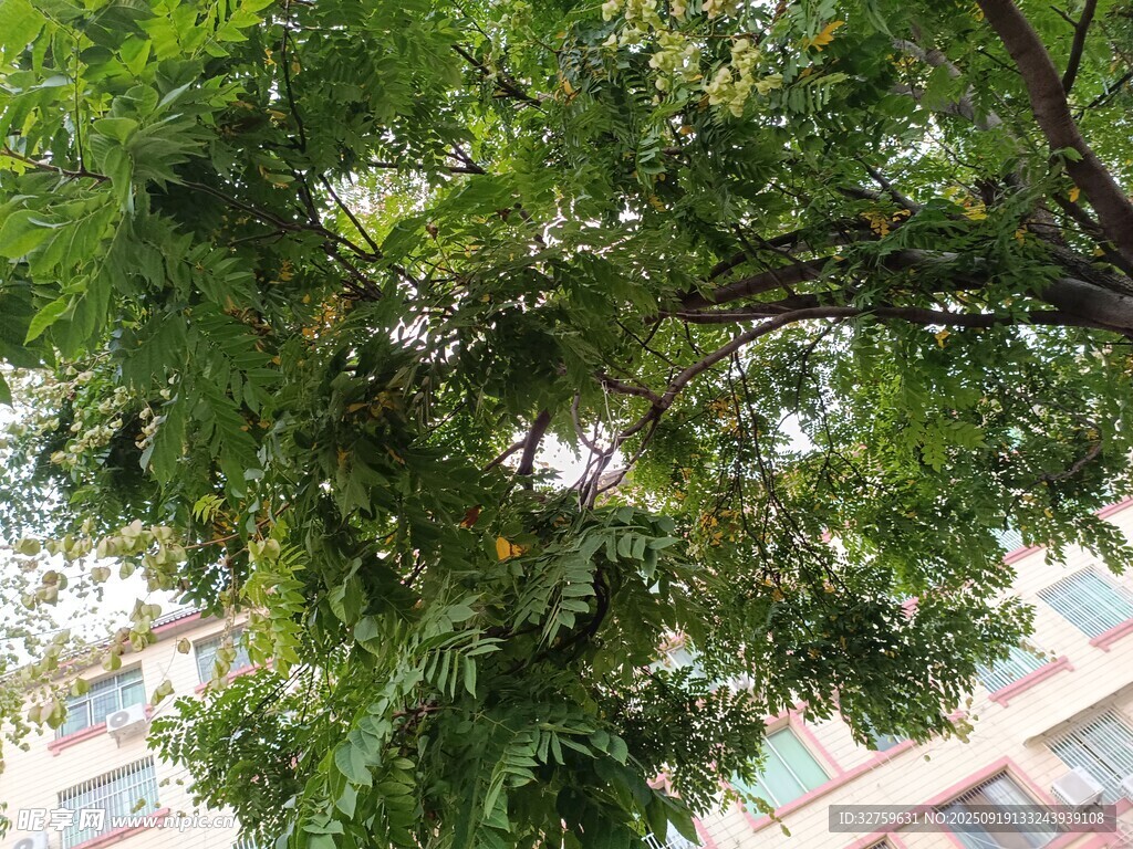仰视繁茂绿树