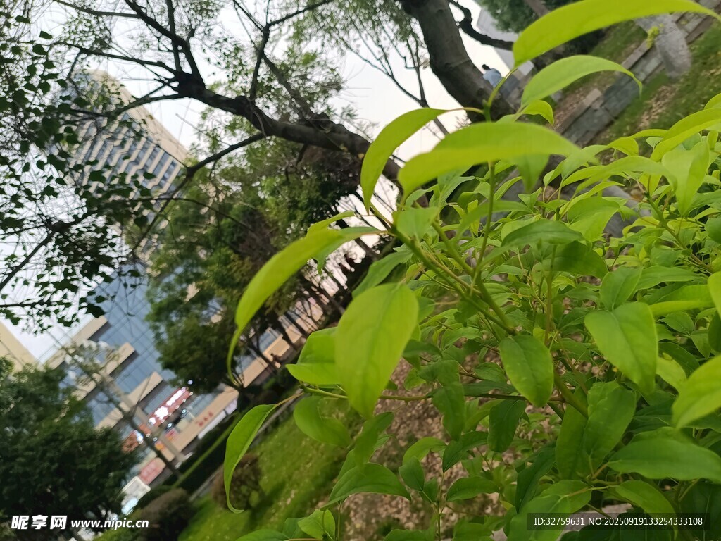 绿叶间的城市景致