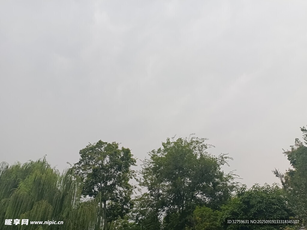 绿树映灰天的自然景致