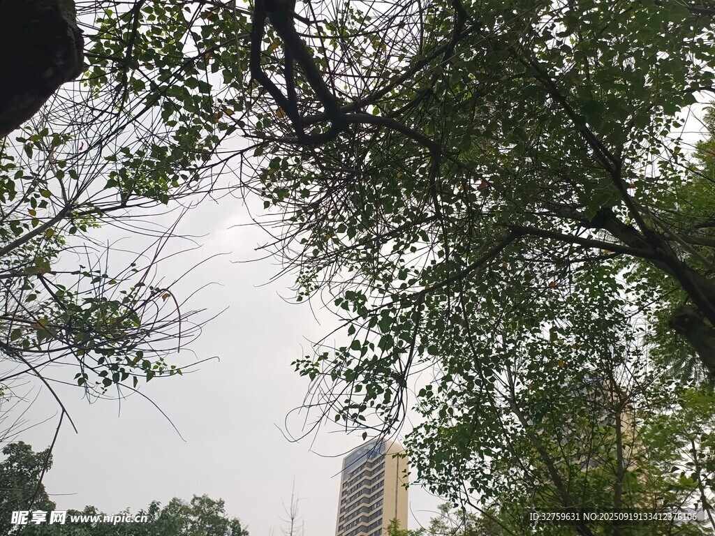 城市中枝叶繁茂的绿树