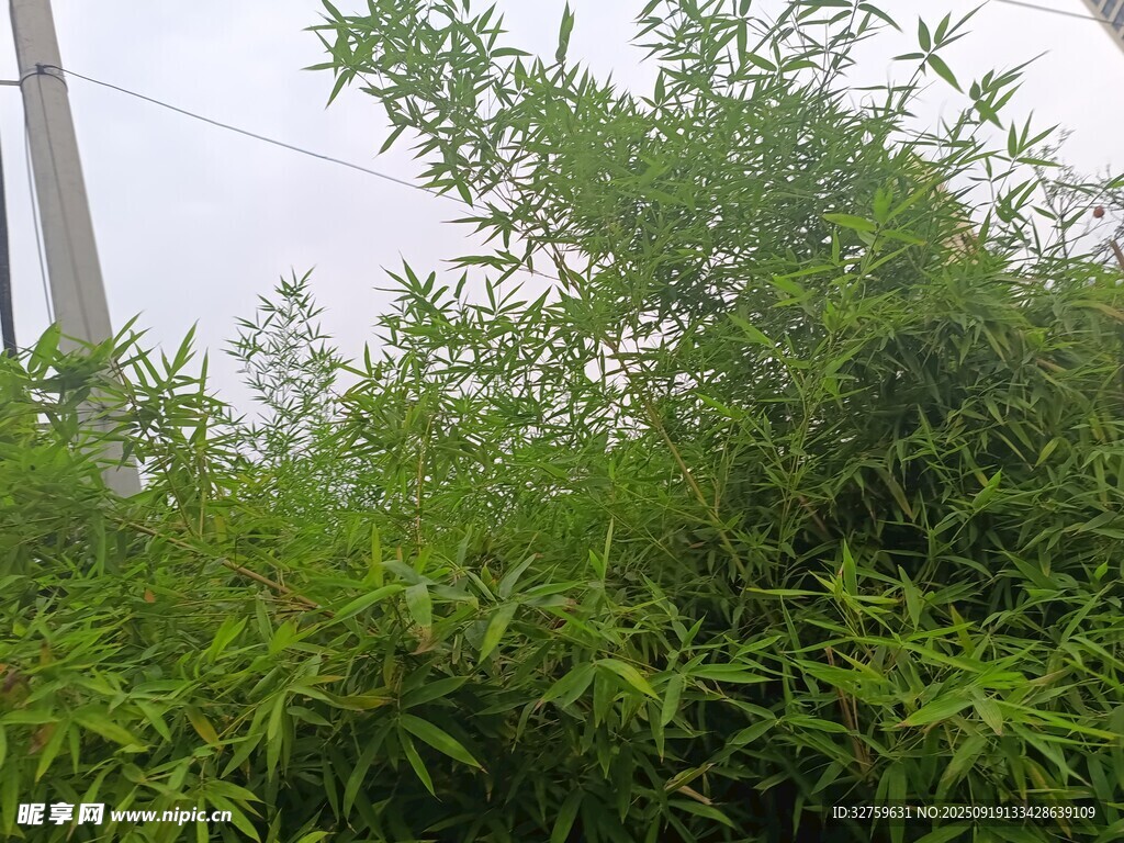野外繁茂的绿色植物