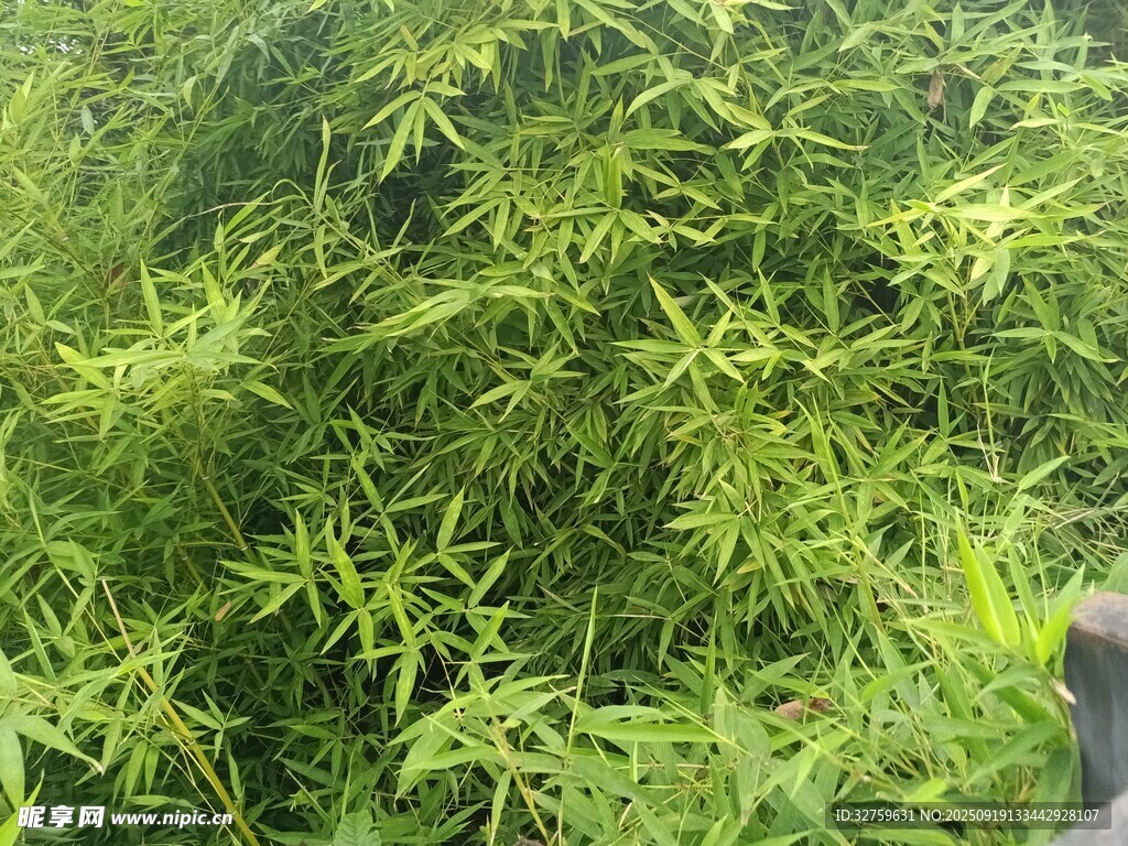 翠绿竹林