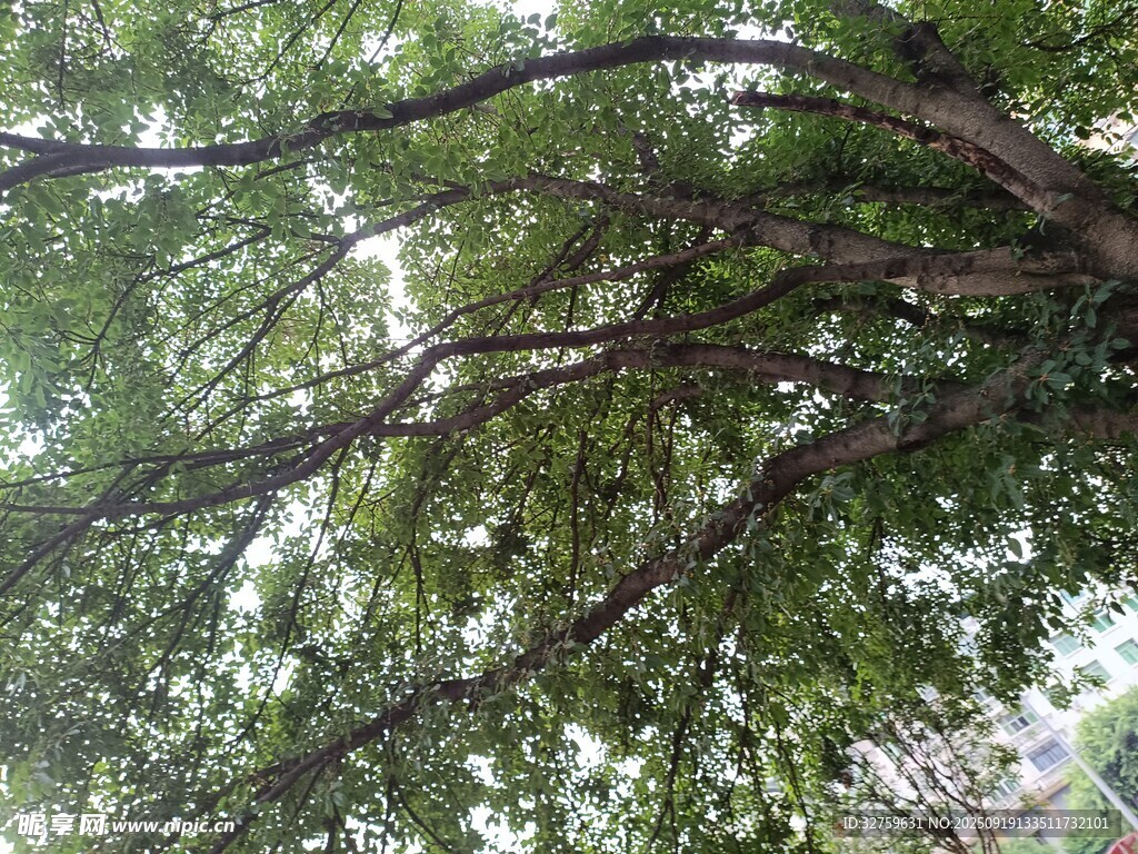 繁茂树枝下的绿意景象