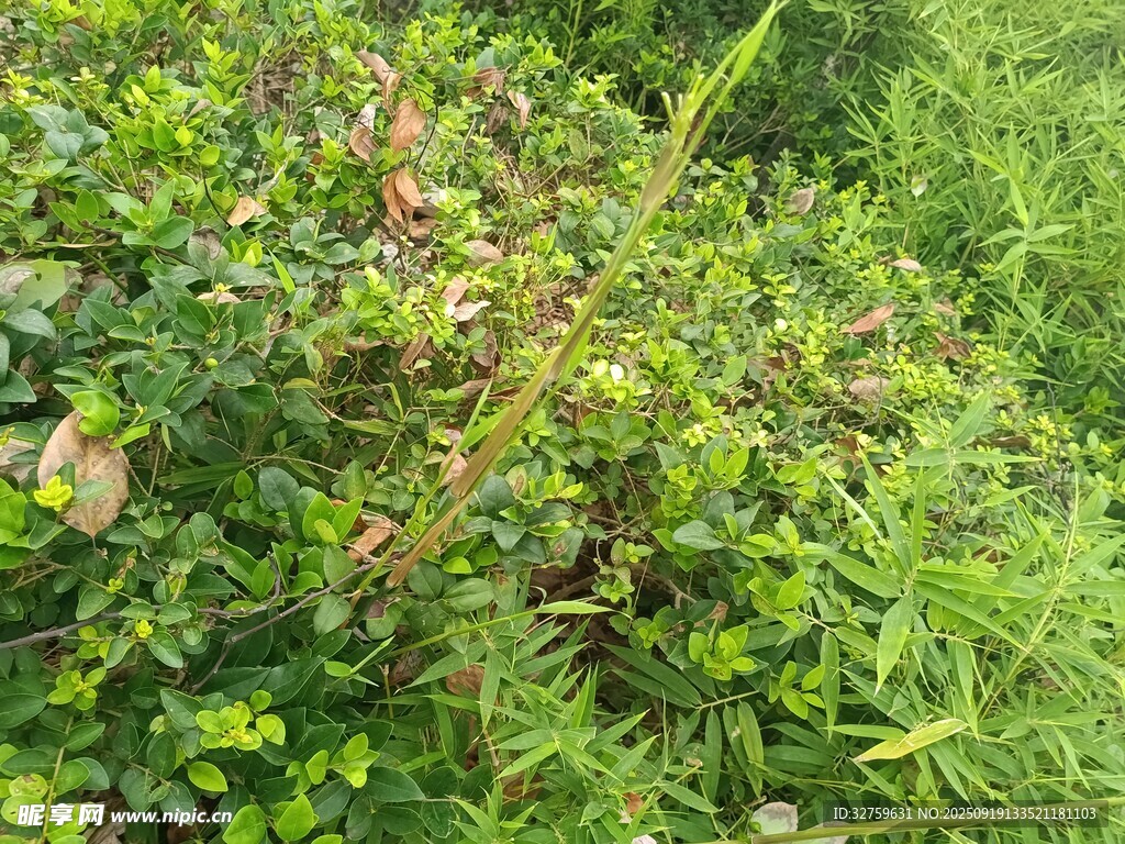 野外繁茂的绿色植物景观