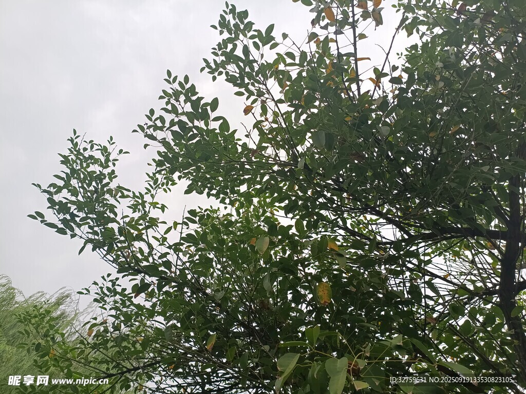 绿叶繁茂的树木景象