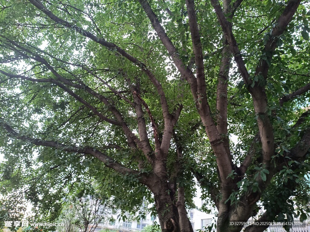 繁茂大树展现蓬勃生机