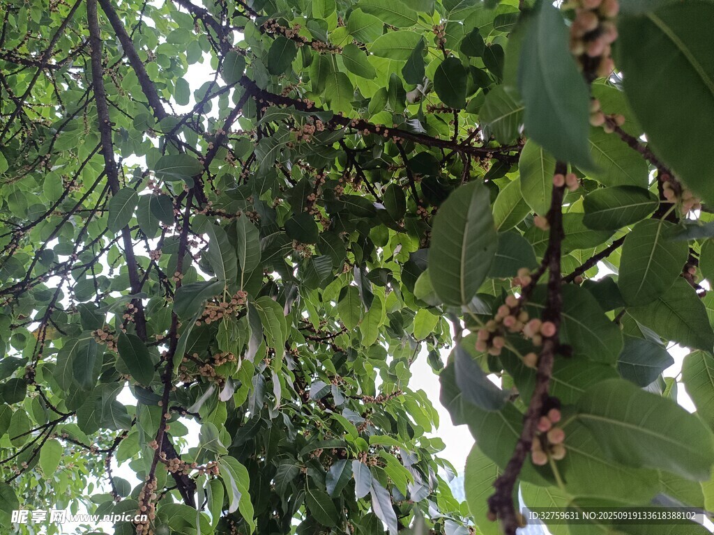 枝叶繁茂的树木景观