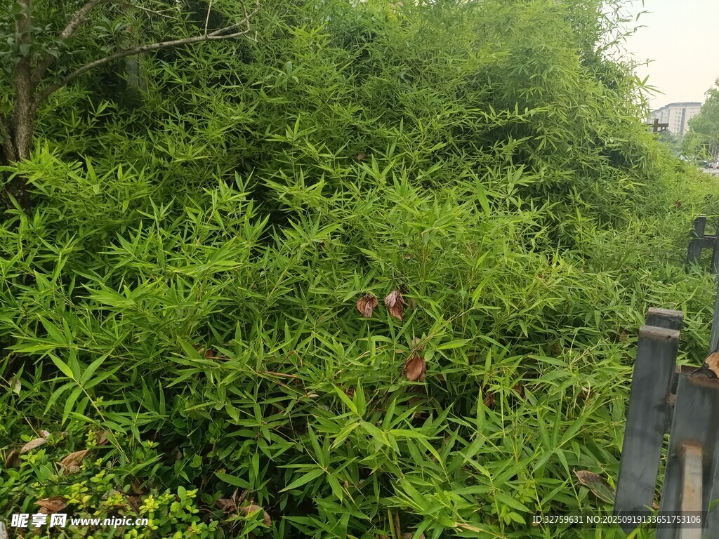 茂密绿植景观