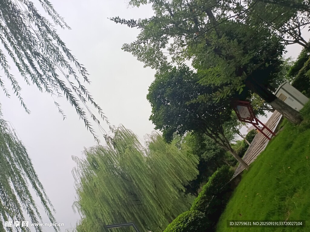 湖畔垂柳绿意盎然景色美