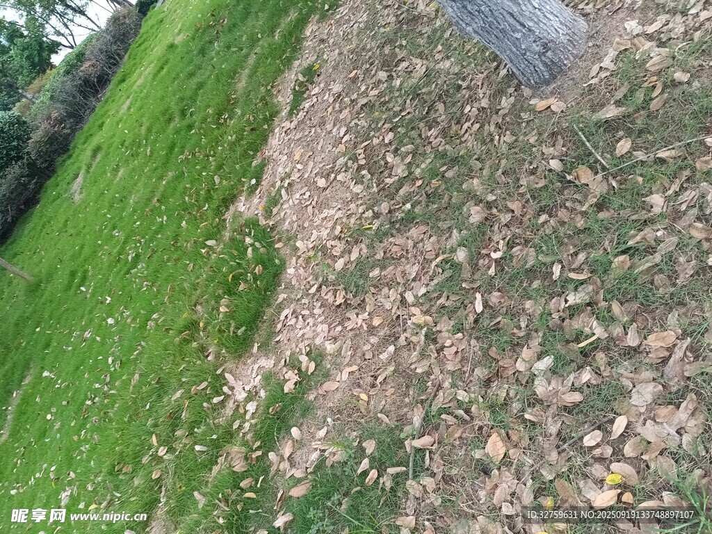 草地局部斑秃景象