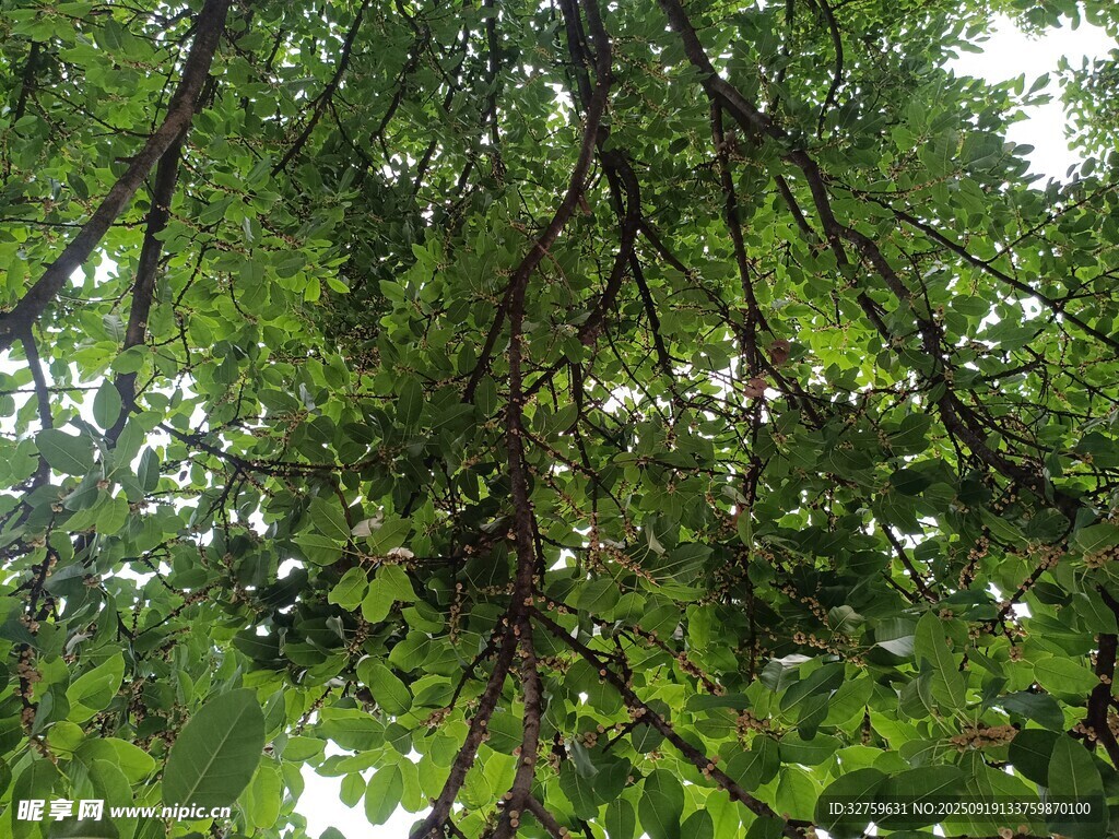 仰视繁茂树枝绿叶