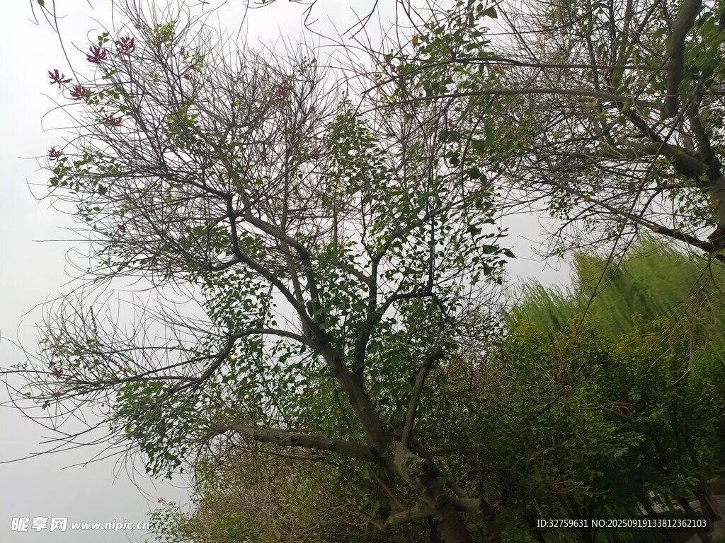 湖畔树木景致