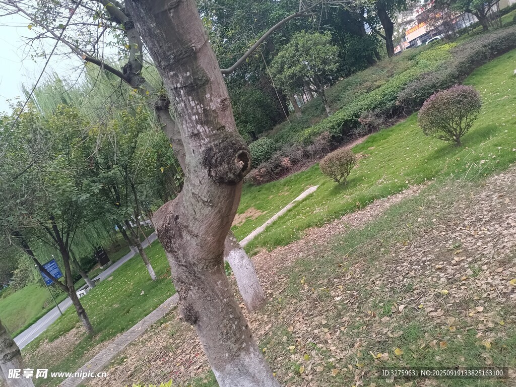 公园内的树木与草地景观