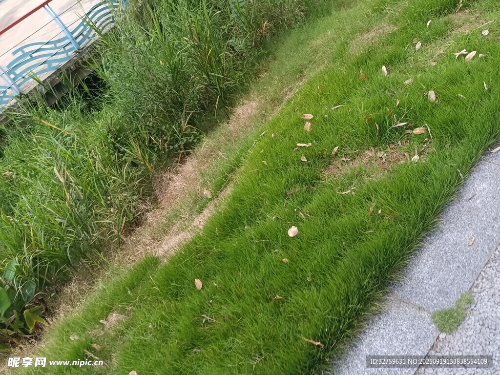 路边草地绿意盎然