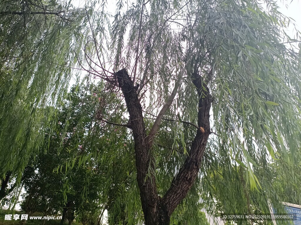 垂柳依依 