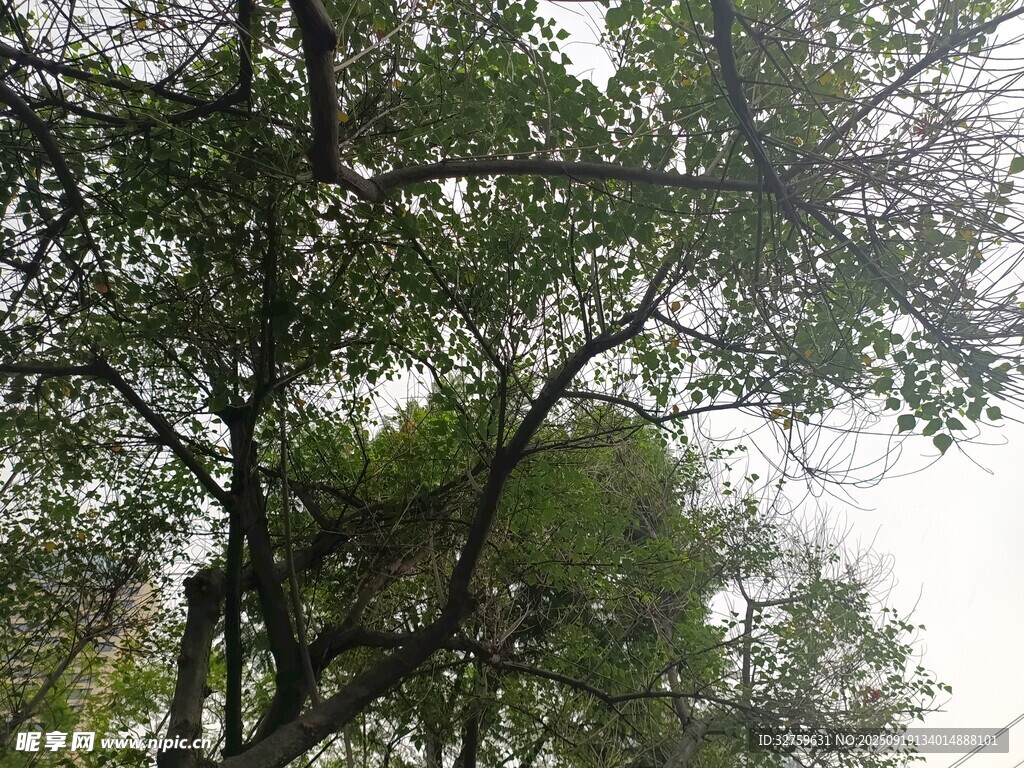 繁茂绿树 