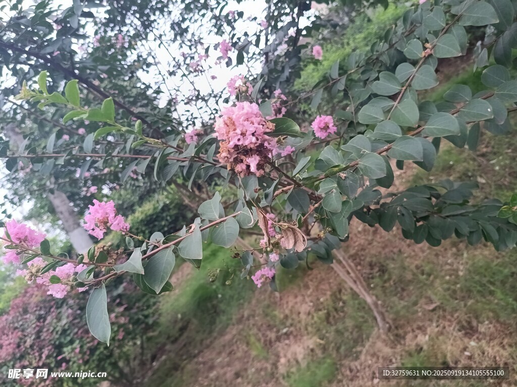 枝头绽放的粉嫩美丽花朵