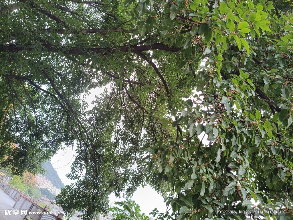 仰视繁茂绿树