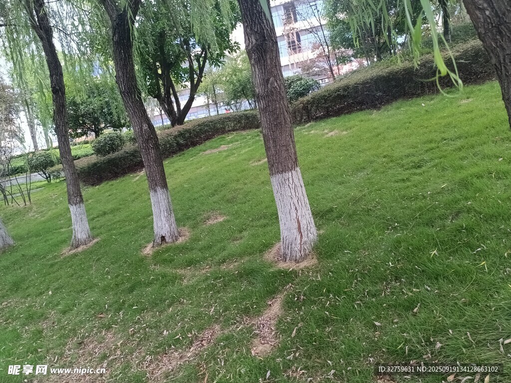 公园草地旁的树木景观